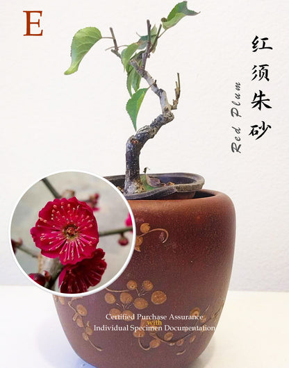 10 years old Bonsai  Plum blossom without buds without pot 红梅 Red plum