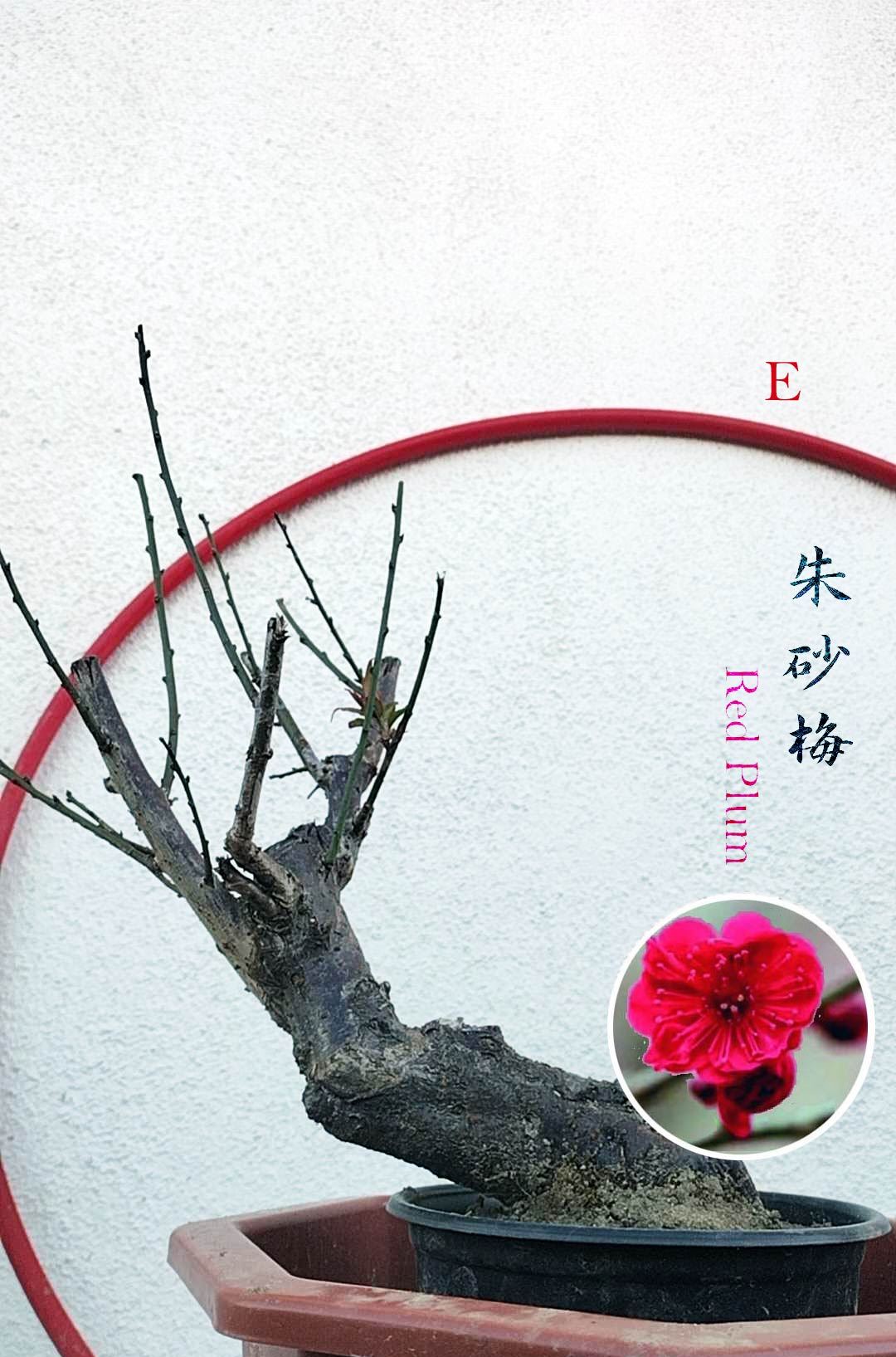 Rare Cinnabar Red Japanese Flowering Apricot (Prunus mume) – 15+ Year Old in Bud