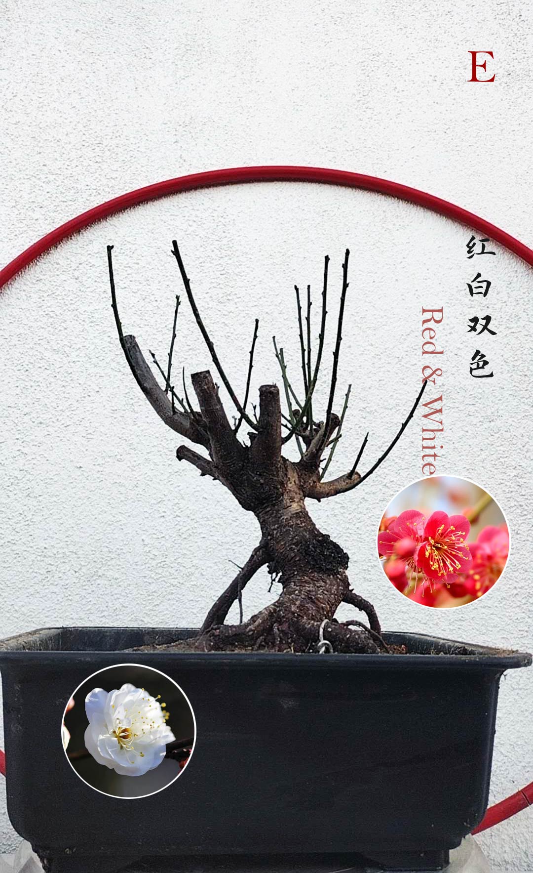 Rare Red white Japanese Apricot Bonsai (Prunus mume) 15+ year old Double Color Grafted