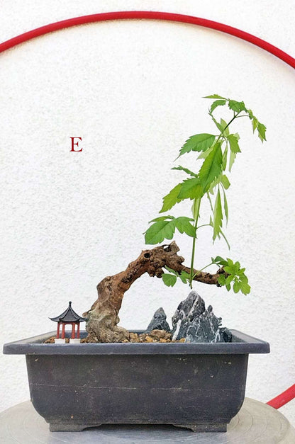 Five-Leaved Chaste Tree