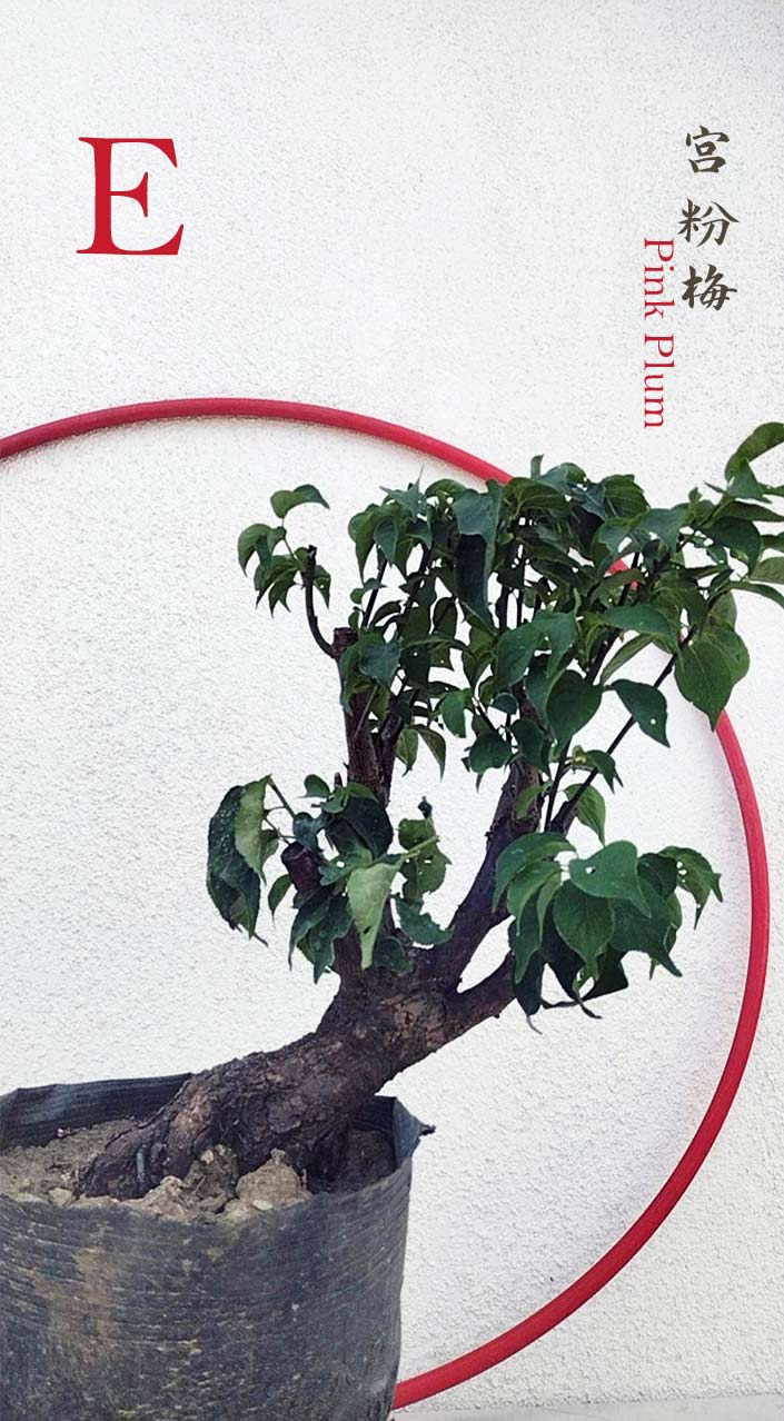 Rare Pink Japanese Apricot Bonsai (Prunus mume) 15+ year old