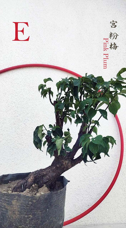 Rare Pink Japanese Apricot Bonsai (Prunus mume) 15+ year old