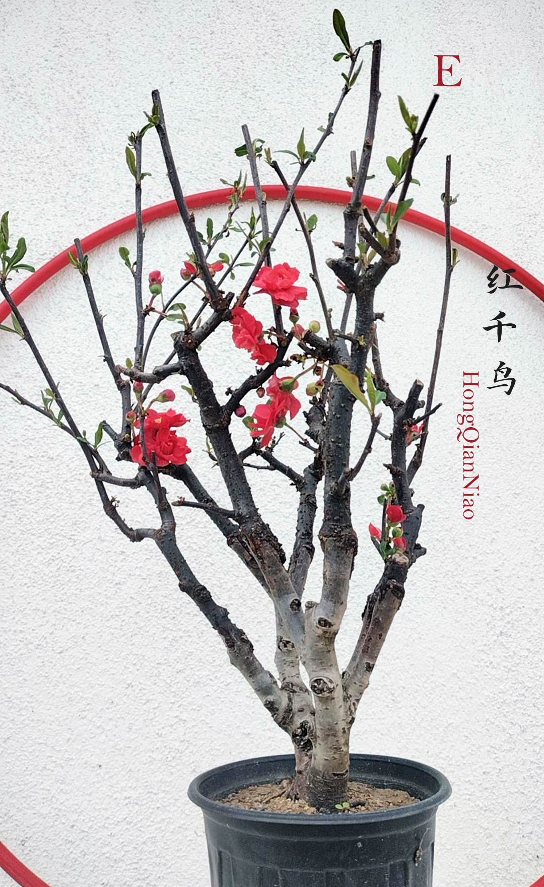 Red Chaenomeles Bonsai – Japanese Flowering Quince ‘Red Chidori’ Cold Hardy with pot