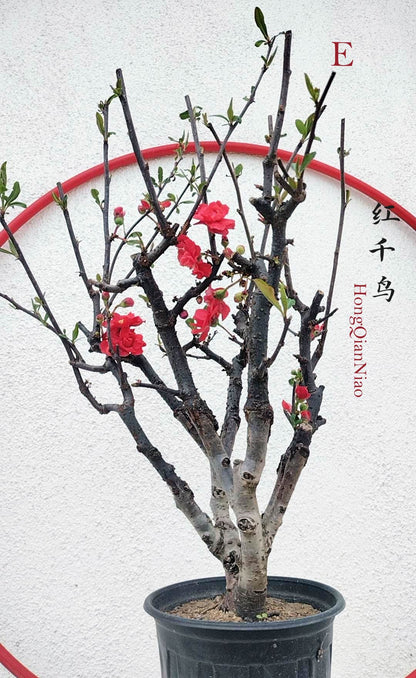 Red Chaenomeles Bonsai – Japanese Flowering Quince ‘Red Chidori’ Cold Hardy with pot