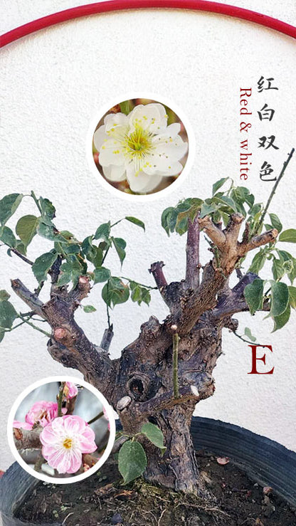 Rare Red-White Japanese Apricot Bonsai (Prunus mume) 15+ Year Old Double Color Grafted CYMUS Orchids Sale