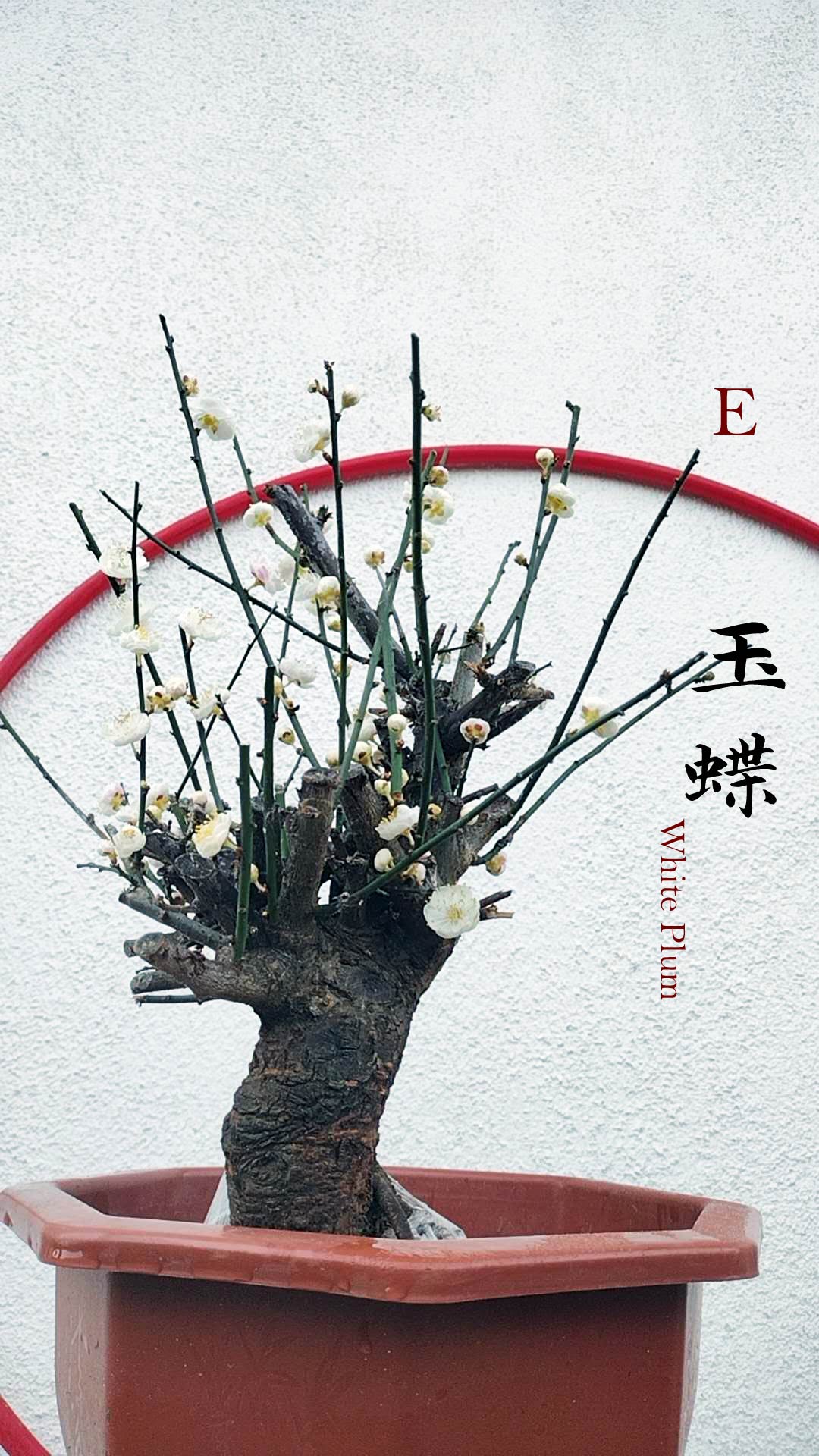 Rare Jade Butterfly Japanese Apricot Bonsai (Prunus mume) – 15+ Year Old in Bud