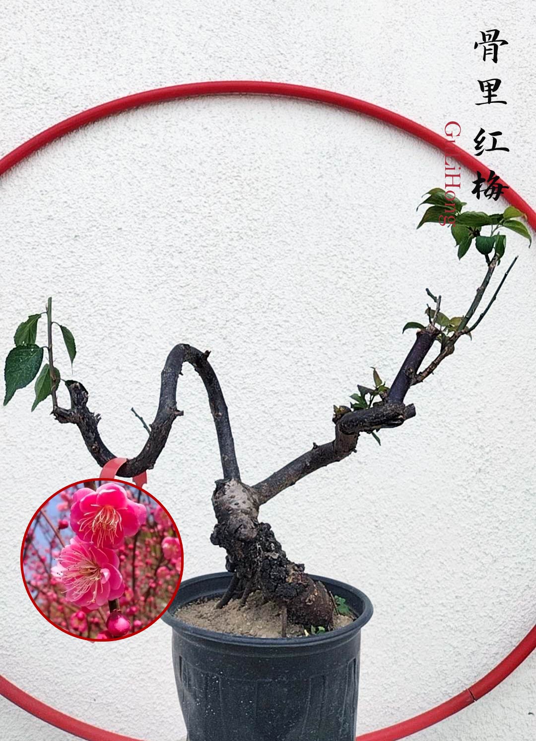 Rare Red GuLiHong Japanese Apricot Bonsai (Prunus mume) with pot– 15+ –  CYMUS Nurery