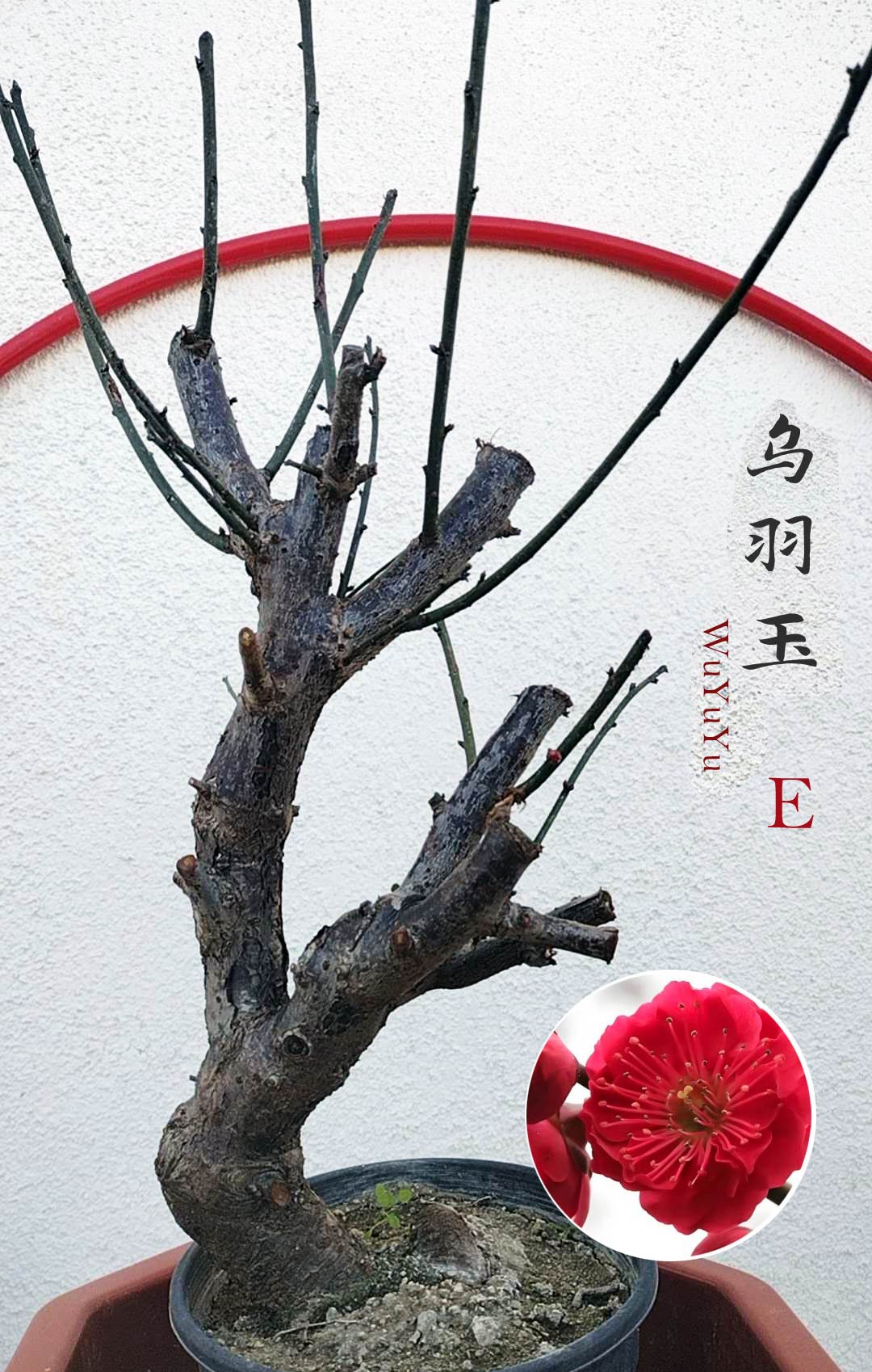 Rare WuYuYu Japanese Apricot Bonsai (Prunus mume) – 乌羽玉 8+ Year Old in Buds