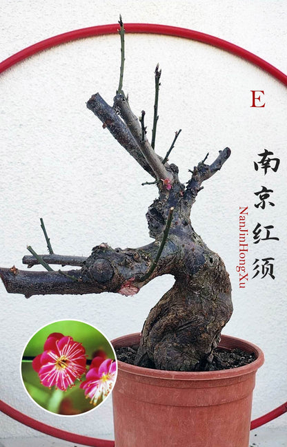 Rare 'NanJingHongXu' Japanese Apricot (Prunus mume)–10+ Year Old 南京红须