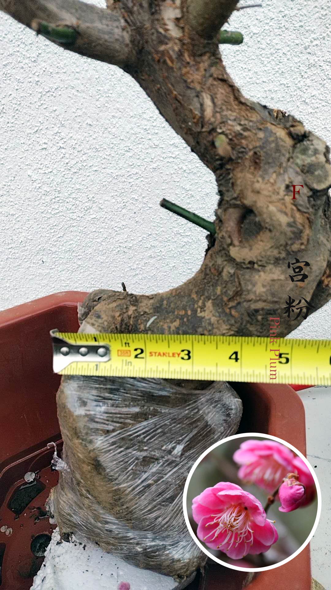 Rare Pink Japanese Apricot Bonsai (Prunus mume) 12+ year old
