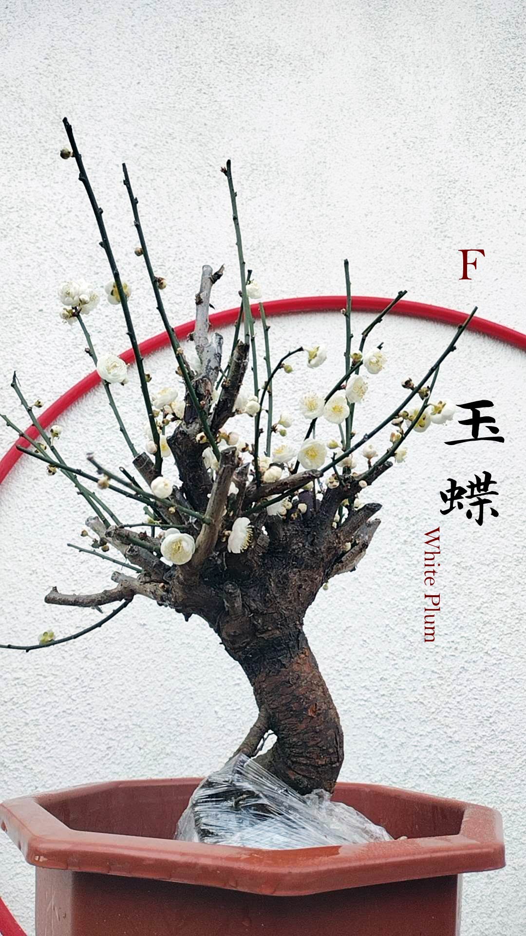 Rare Jade Butterfly Japanese Apricot Bonsai (Prunus mume) – 15+ Year Old in Bud