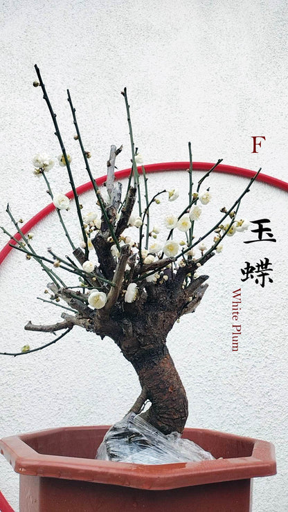 Rare Jade Butterfly Japanese Apricot Bonsai (Prunus mume) – 15+ Year Old in Bud