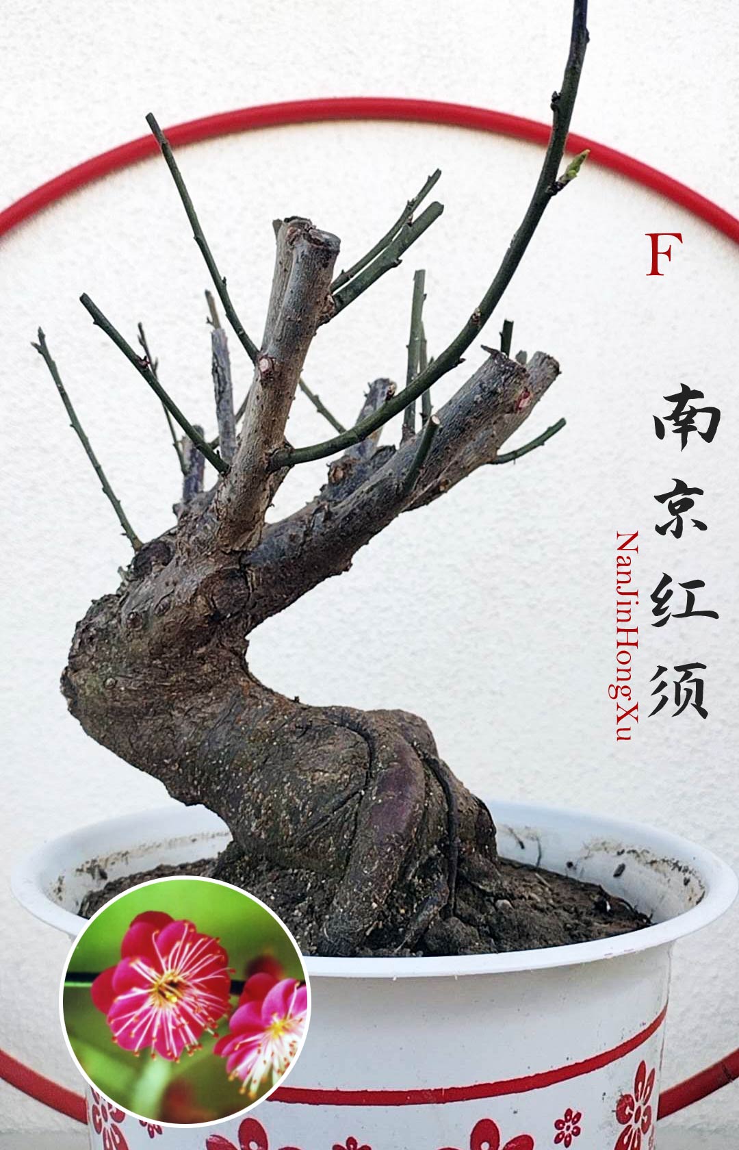 Rare 'NanJingHongXu' Japanese Apricot (Prunus mume)–10+ Year Old 南京红须