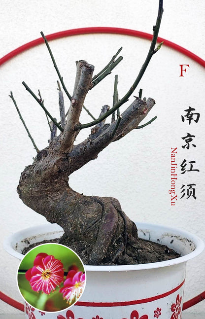 Rare 'NanJingHongXu' Japanese Apricot (Prunus mume)–10+ Year Old 南京红须