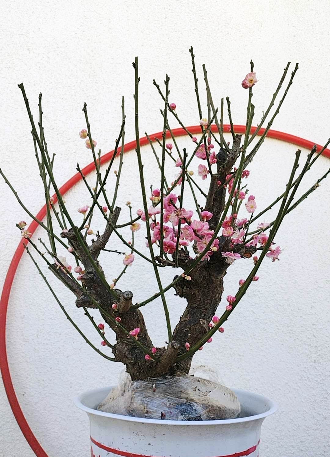 Rare Red-White Japanese Apricot Bonsai 15-Year Grafted – CYMUS