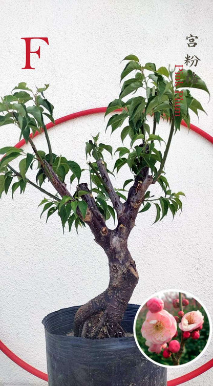 Rare Pink Japanese Apricot Bonsai (Prunus mume) 15+ year old