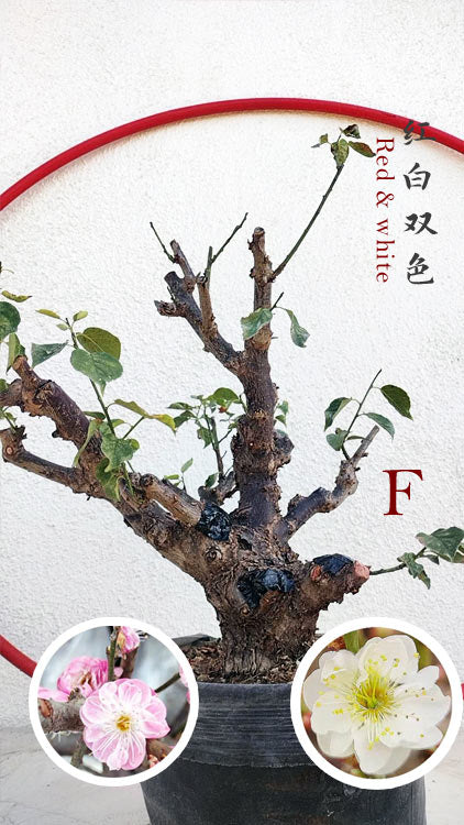 Rare Red-White Japanese Apricot Bonsai (Prunus mume) 15+ Year Old Double Color Grafted CYMUS Orchids Sale