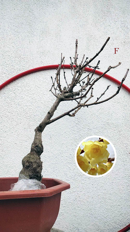 Rare Fragrant Wintersweet Shrub (Chimonanthus praecox) – 8+ Year Old with Winter Buds