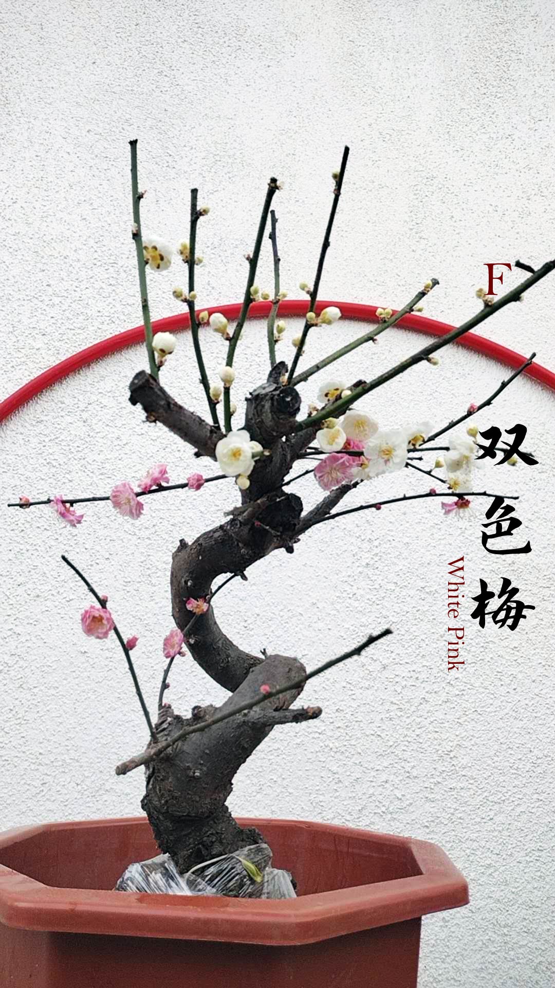 Rare Red and White Japanese Apricot Bonsai (Prunus mume) 15+ year old  Double Color Grafted