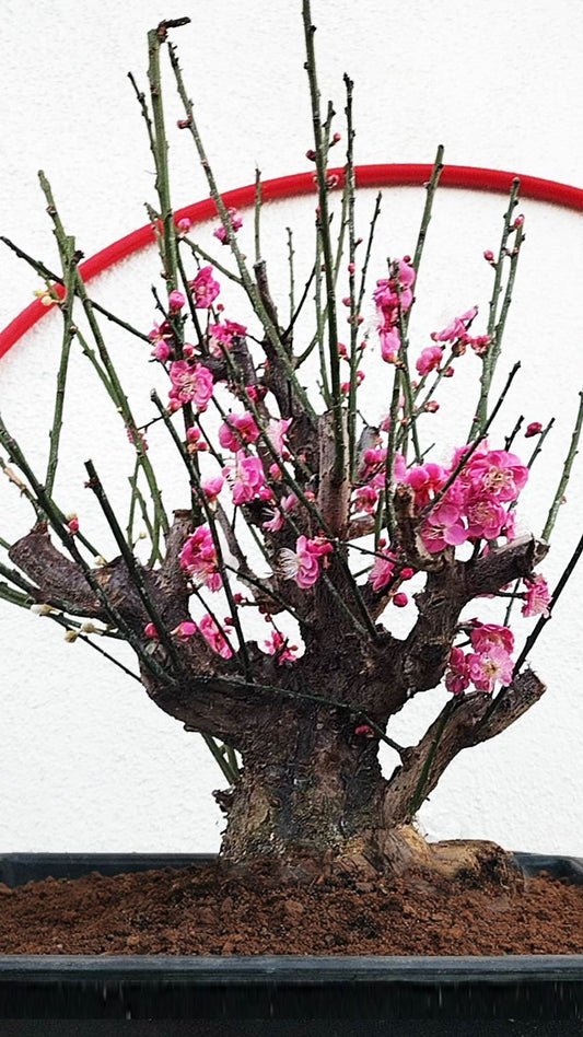 Bonsai plum blossom with red and white blossoms in a pot