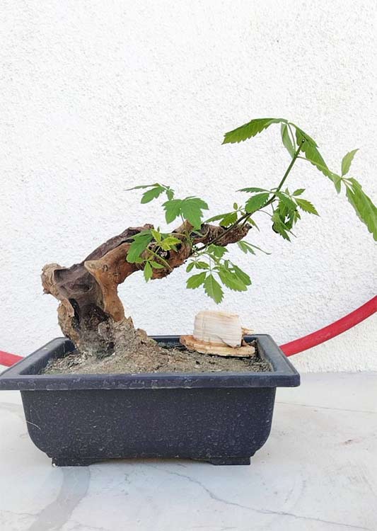 Five-Leaved Chaste Tree with pot