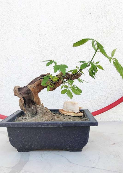 Five-Leaved Chaste Tree with pot