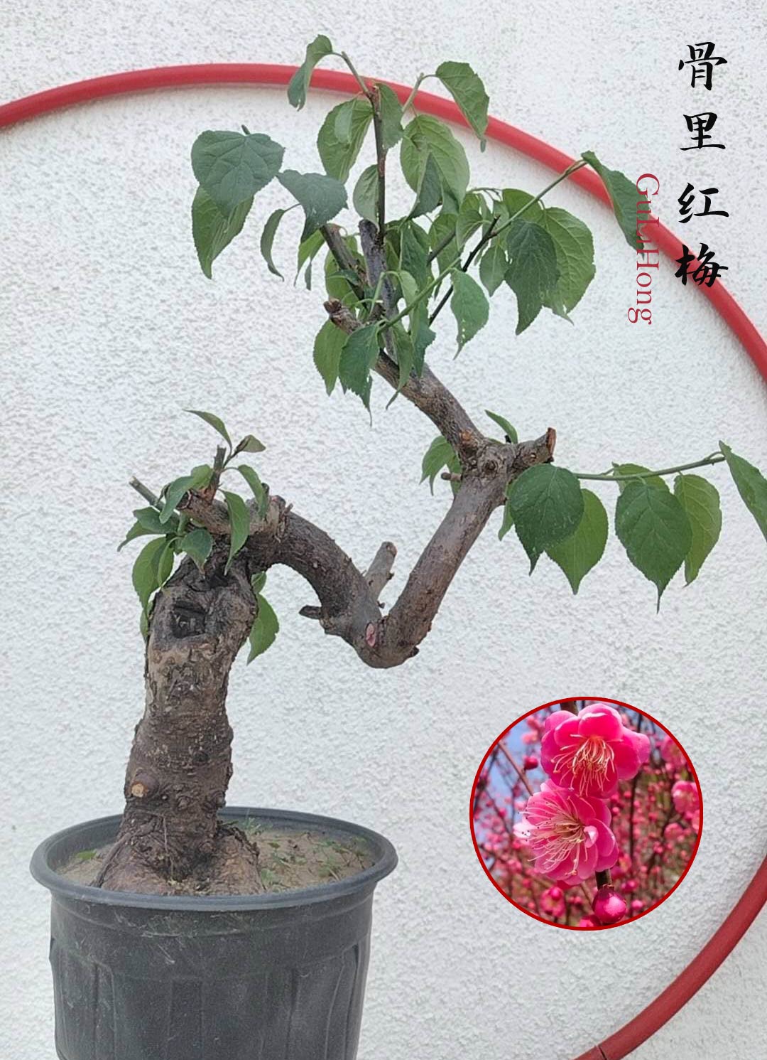 bonsai gulmohar tree Rare Red GuLiHong Japanese Apricot Bonsai (Prunus mume) with pot– 15+ – CYMUS Nurery