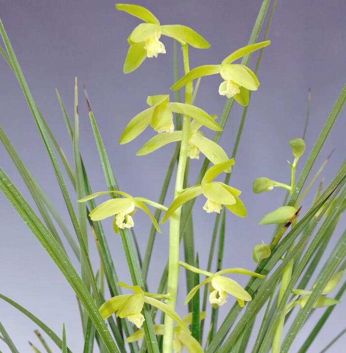 Green orchids with a blurred purple background