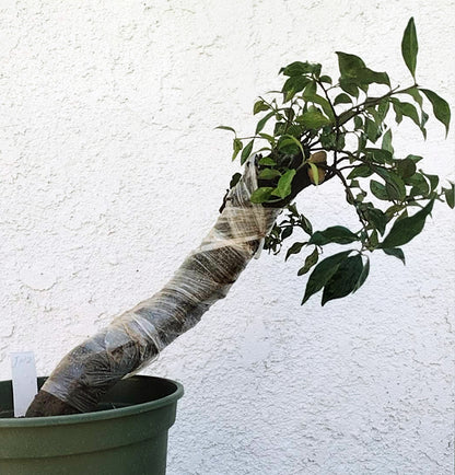 Potted plant with a wrapped stem against a white wall
