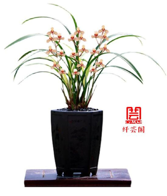 Potted orchid plant with a black pot on a white background