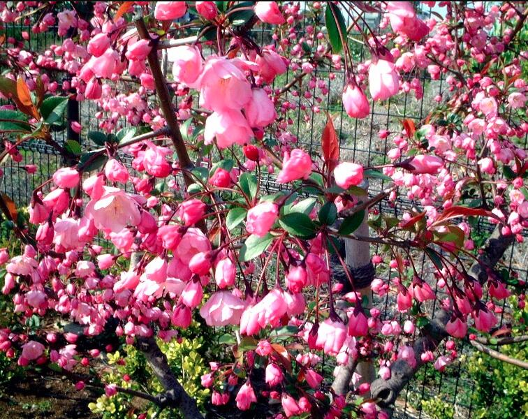 Close-up of pink flowering branches with many small bell-shaped blossoms and a few dark green leaves, photographed outdoors against a wire fence and blurred background.