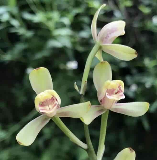 Close-up of a green orchid with a blurred green background