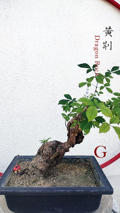 Dragon Rock Bonsai Tree (Vitex negundo) – Ancient Hollow Trunk, Natural Deadwood Outdoor Bonsai CYMUS Nurery