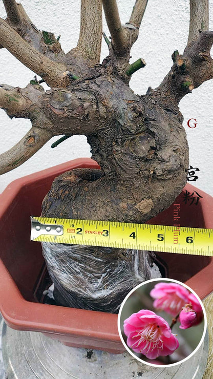 Rare Pink Japanese Apricot Bonsai (Prunus mume) 12+ year old