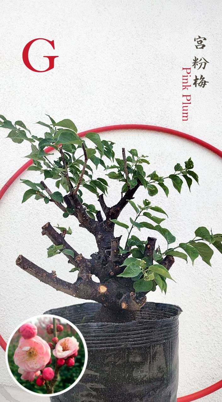 Rare Pink Japanese Apricot Bonsai (Prunus mume) 15+ year old