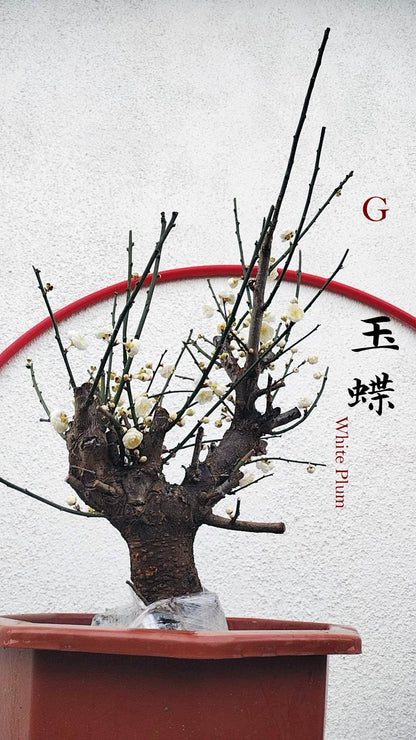 Rare Jade Butterfly Japanese Apricot Bonsai (Prunus mume) – 15+ Year Old in Bud