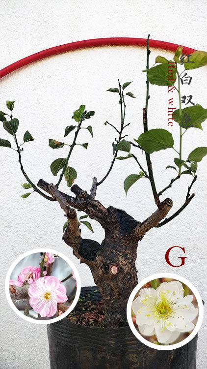 Rare Red-White Japanese Apricot Bonsai (Prunus mume) 15+ Year Old Double Color Grafted CYMUS Orchids Sale