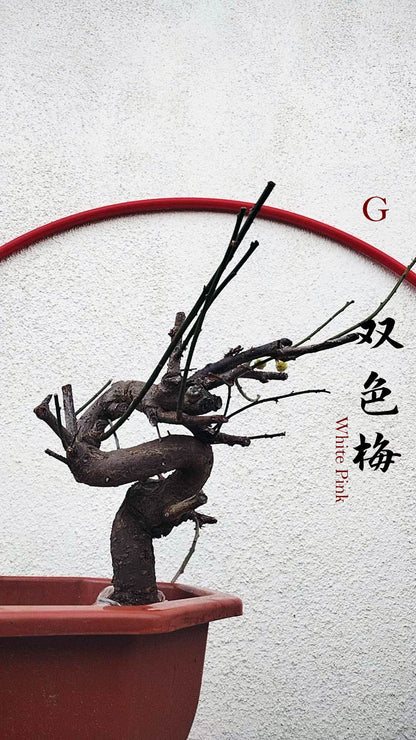 Rare Red and Pink Japanese Apricot Bonsai (Prunus mume) 15+ year old Double Color Grafted