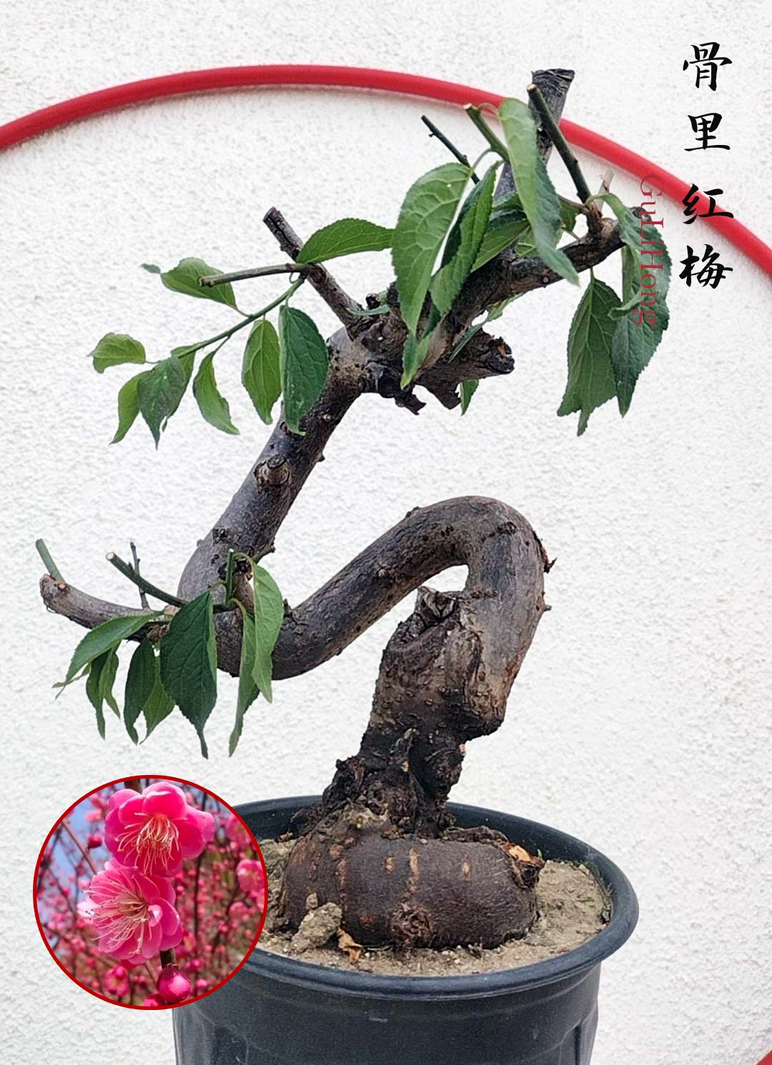 Rare Red GuLiHong Japanese Apricot Bonsai (Prunus mume) with pot– 15+ Year Old