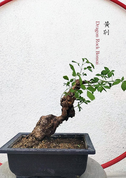 Dragon Rock Bonsai Tree (Vitex negundo) – Ancient Hollow Trunk, Natural Deadwood, Outdoor Bonsai CYMUS Nurery