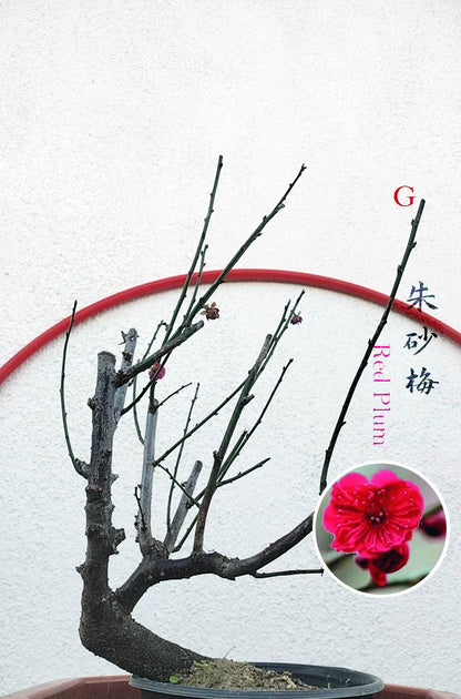 Rare Cinnabar Red Japanese Flowering Apricot (Prunus mume) – 15+ Year Old in Bud