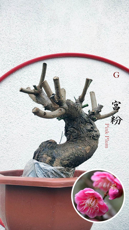 Rare Pink Japanese Apricot Bonsai (Prunus mume) 12+ year old
