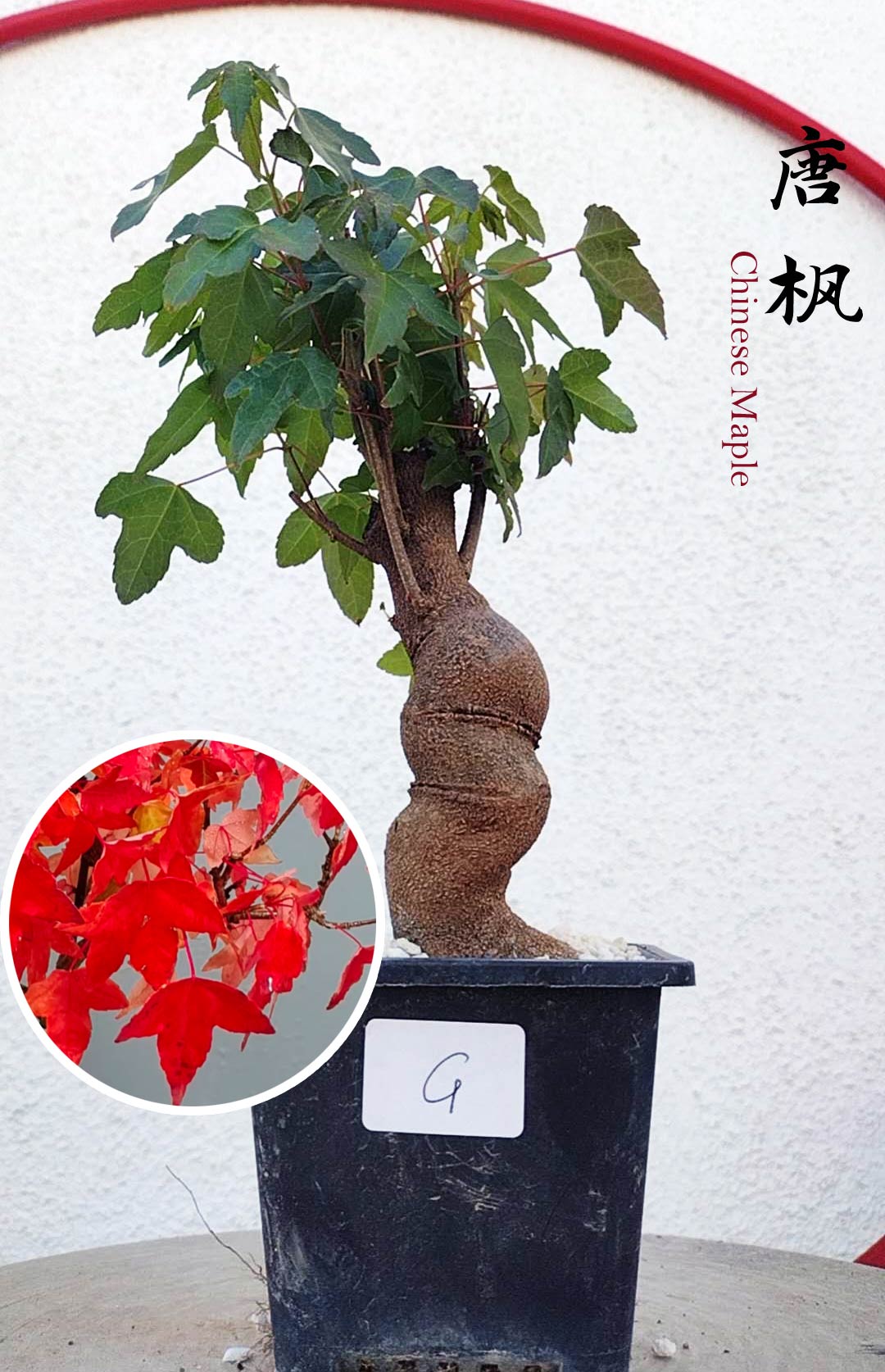 Authentic Chinese Trident Maple bonsai- Fiery Red Fall Colors, with pot