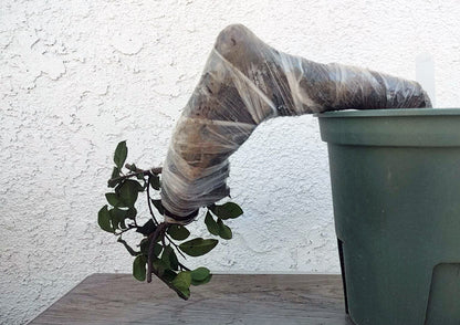 Green plant in a pot with a plastic bag over it against a white wall.