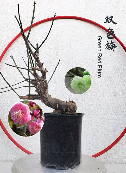 Bonsai Ume in a pot with close-up insets of green fruit and pink flowers on a white background.