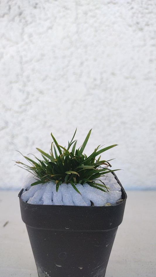 Sweet Flag GuiChuanTai