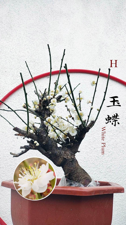 Rare Jade Butterfly Japanese Apricot Bonsai (Prunus mume) – 15+ Year Old in Bud