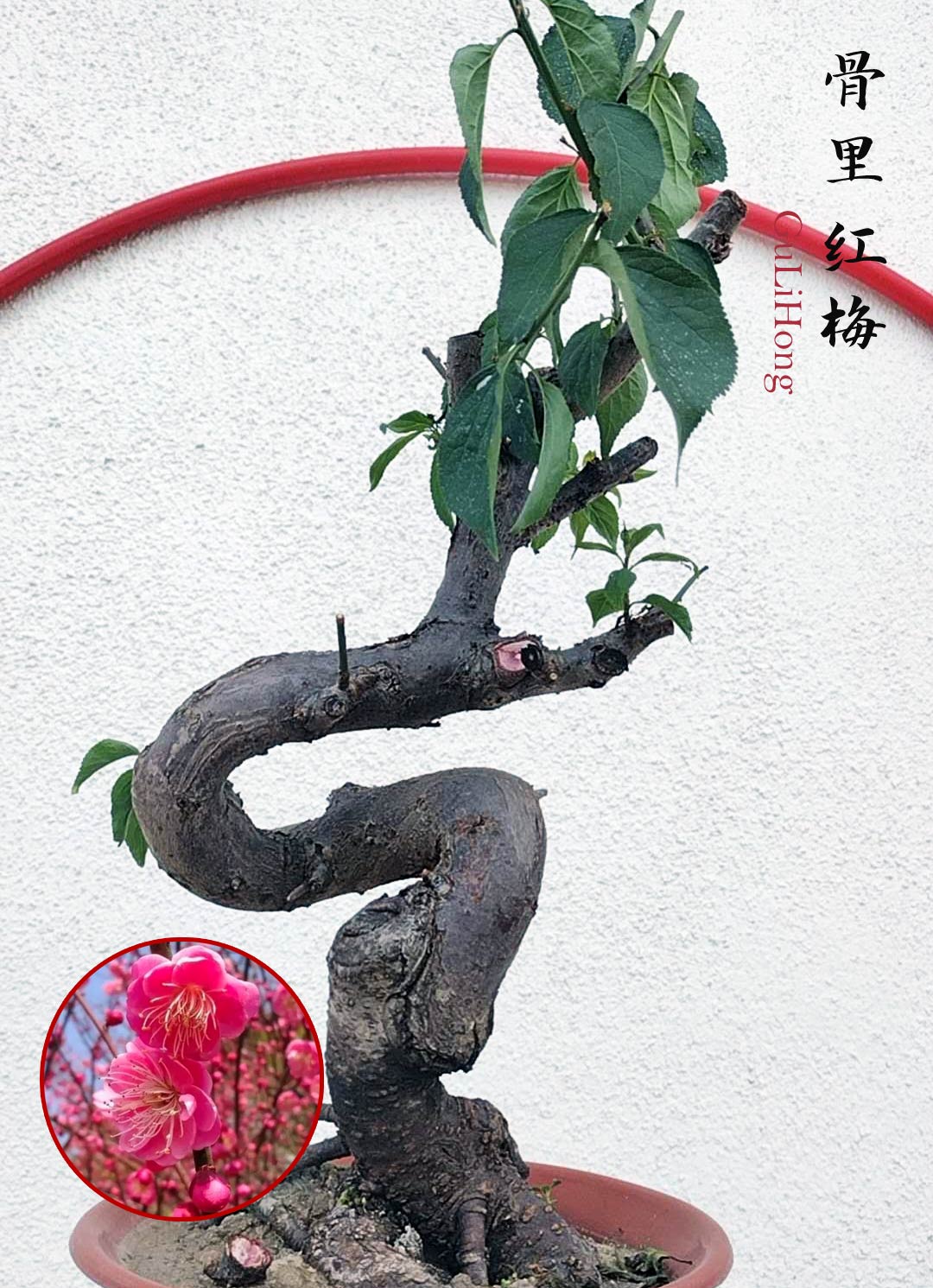 Rare Red GuLiHong Japanese Apricot Bonsai (Prunus mume) with pot– 15+ Year Old