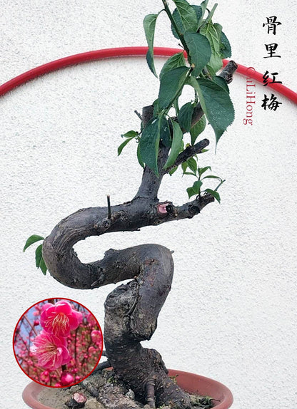 Rare Red GuLiHong Japanese Apricot Bonsai (Prunus mume) with pot– 15+ Year Old