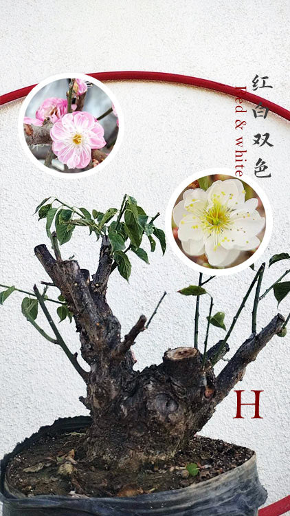 Rare Red-White Japanese Apricot Bonsai (Prunus mume) 15+ Year Old Double Color Grafted CYMUS Orchids Sale